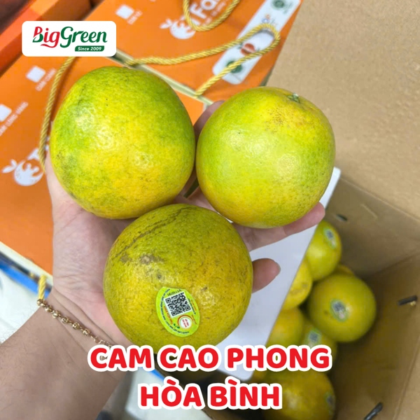 Cam Cao Phong (2621031)