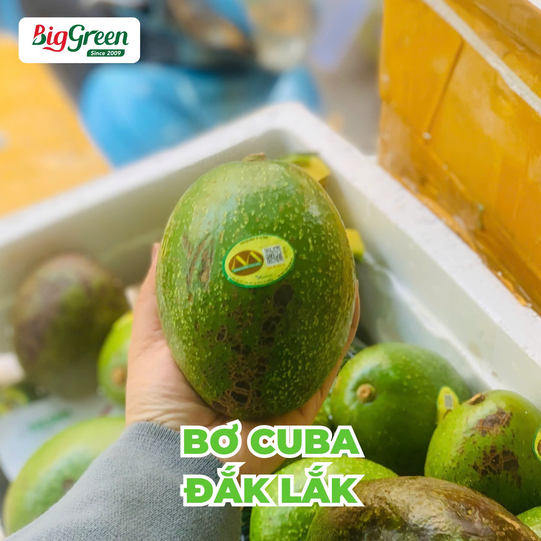 Bơ sáp Cuba Đắk Lắk (2621004)
