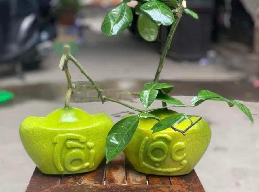 Bưởi Tài Lộc