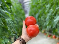 Cà chua RASA Mộc Châu (trồng công nghệ cao)