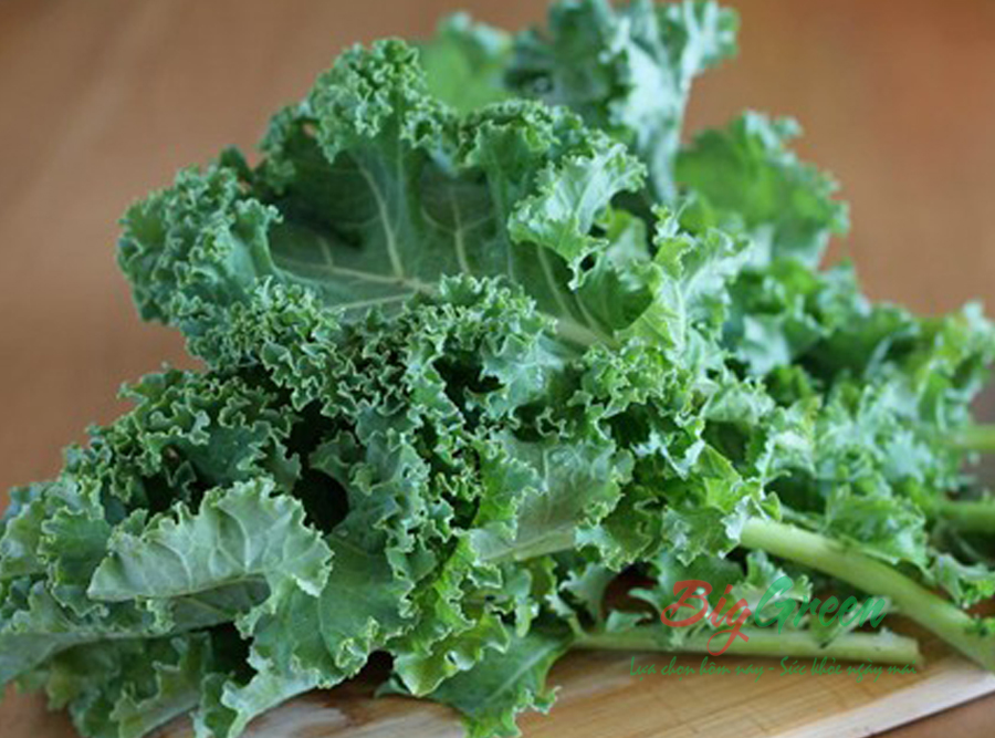 Cải Kale (Cải Xoăn) VietGap