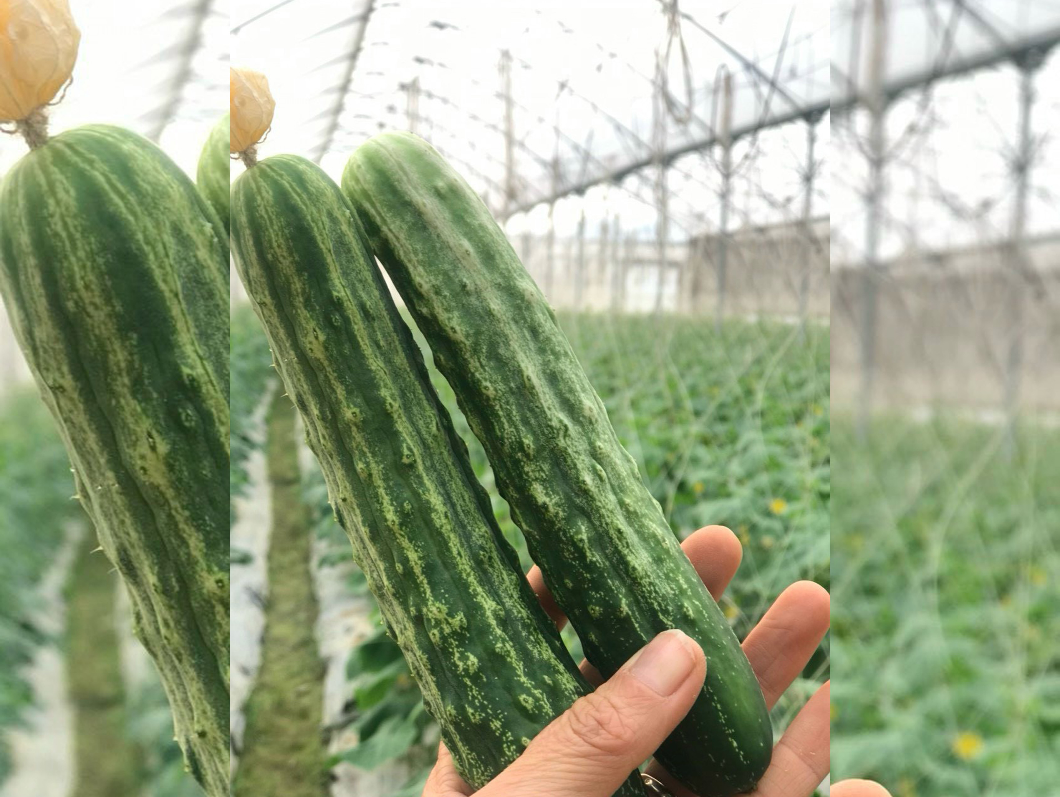 Dưa chuột nếp VietGap