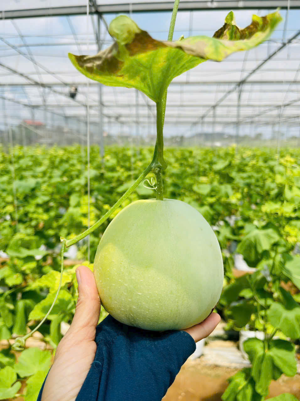 Dưa Lê trồng nhà lưới