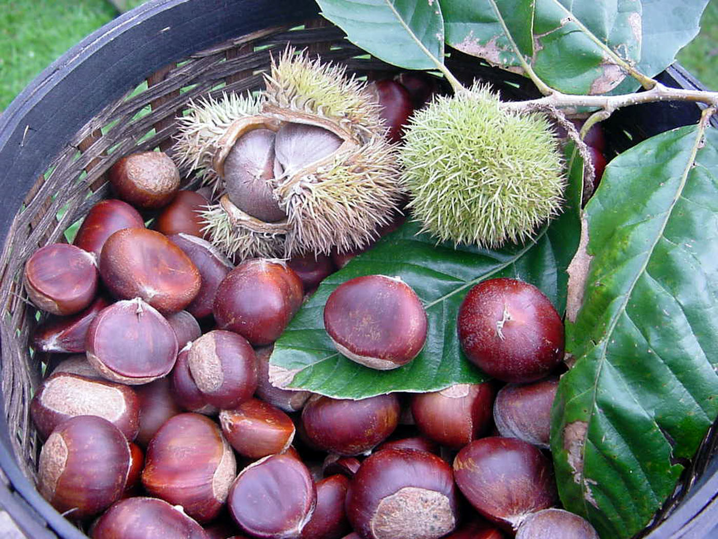 Hạt Dẻ Lạng Sơn