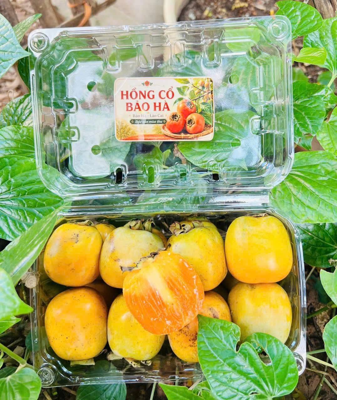 Hồng Cổ Bảo Hà