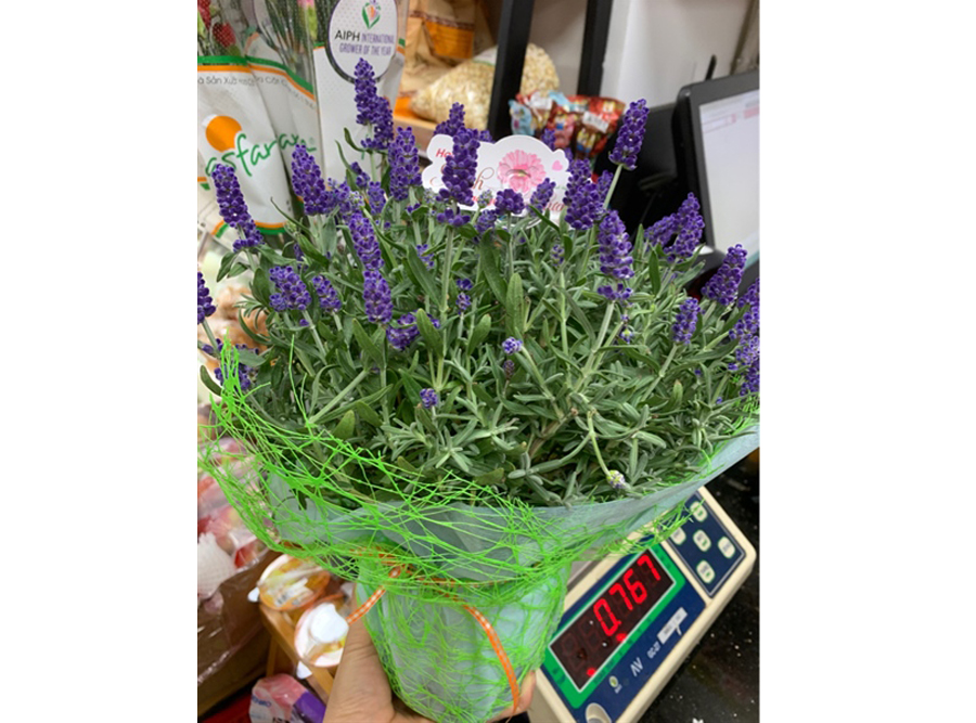 Chậu hoa Lavender Tím Đà Lạt Hasfarm