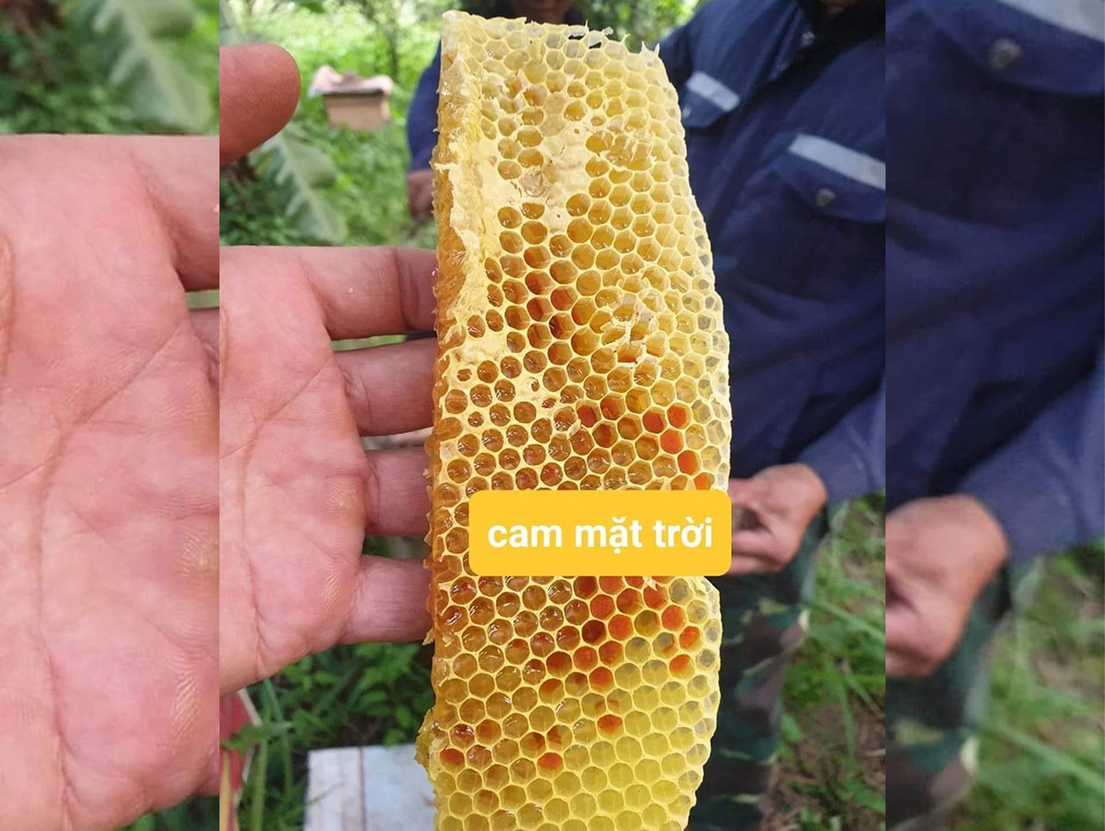 Mật Ong Hữu Cơ 500ml - Cam's Honey (chai)
