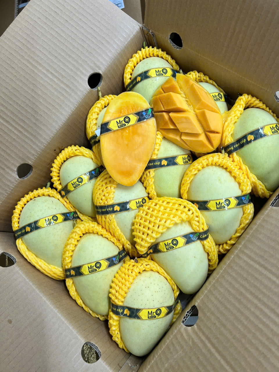 Xoài cát chu da vàng Mr.9 (2621334)