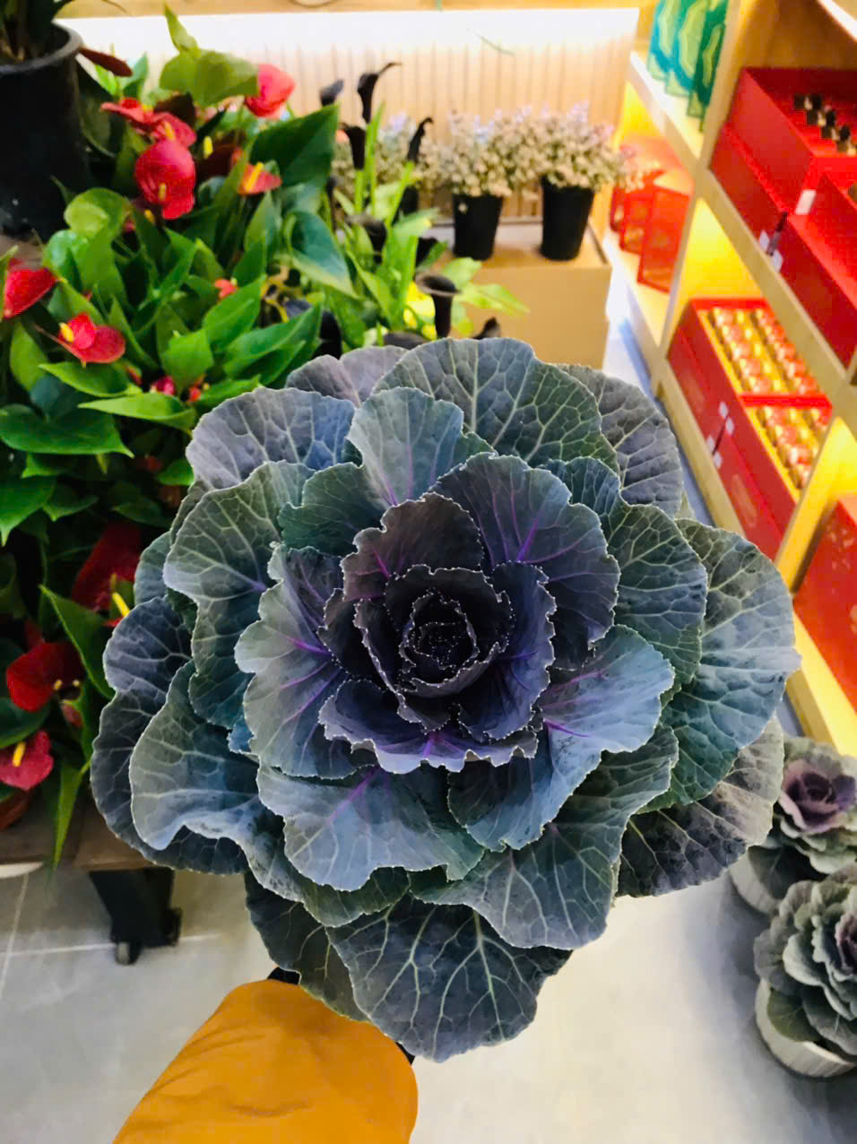 Bắp Cải Hoa Hồng