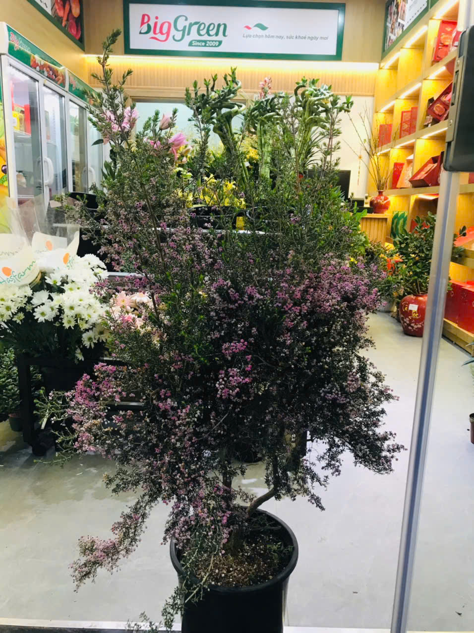 Chậu Hoa Thịnh Vượng