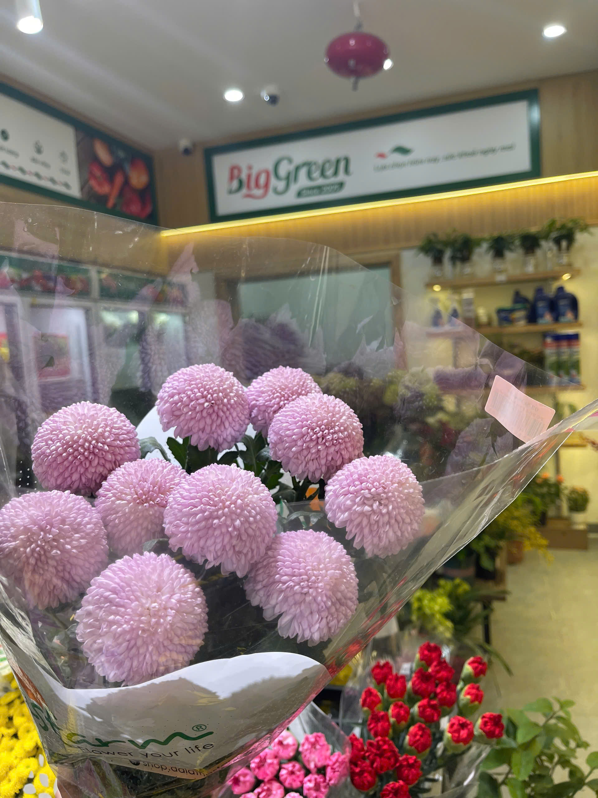 Cúc Ping Pong Hồng