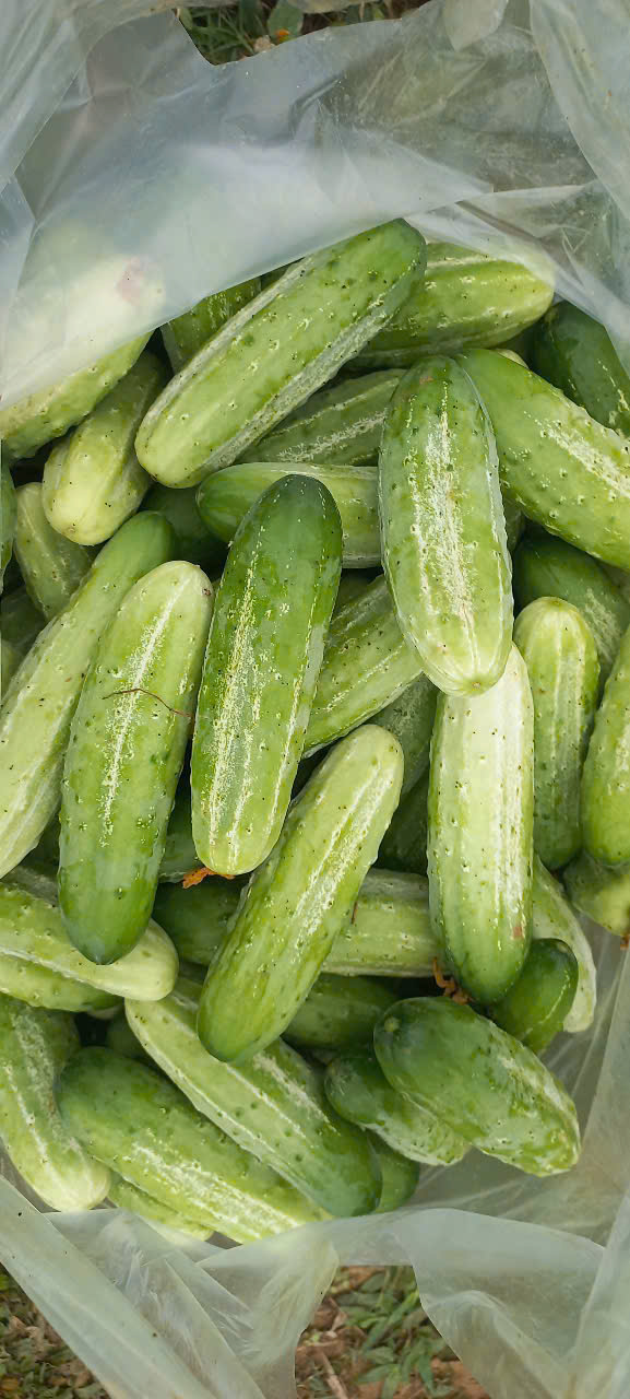 Dưa chuột nếp chuyển đổi hữu cơ