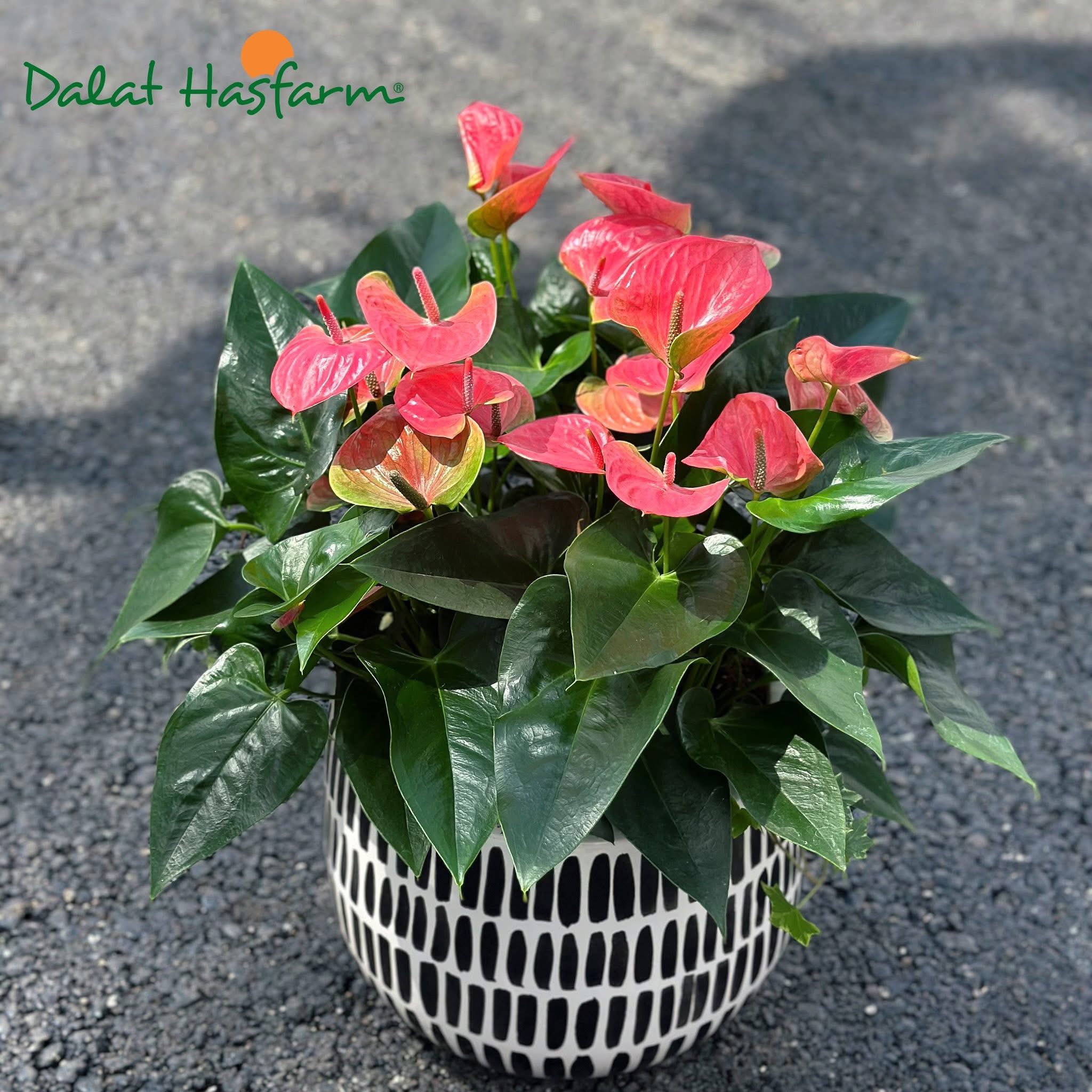 Hồng Môn Đà Lạt Mix