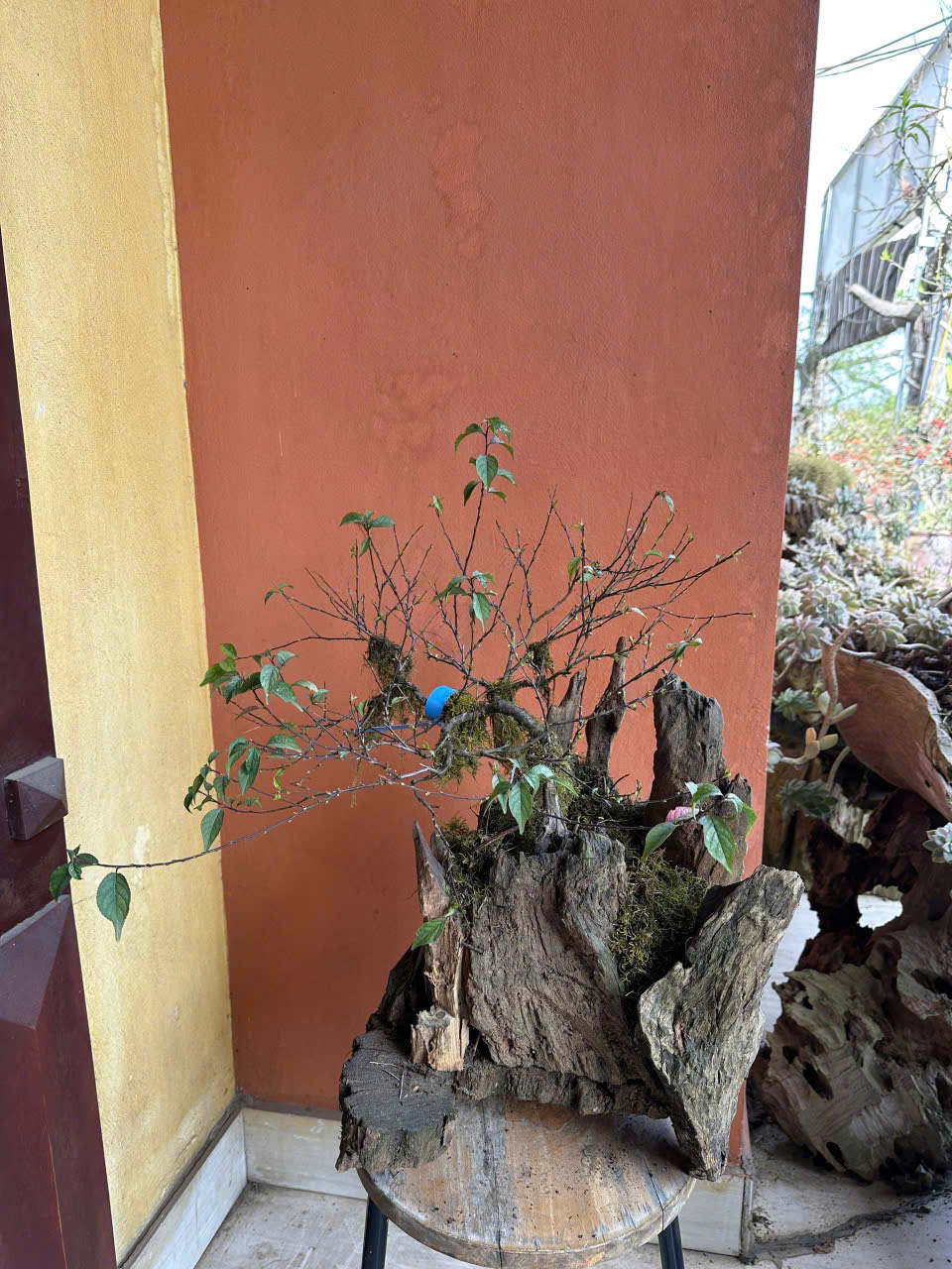 Nhất Chi Mai Bon sai chậu gỗ