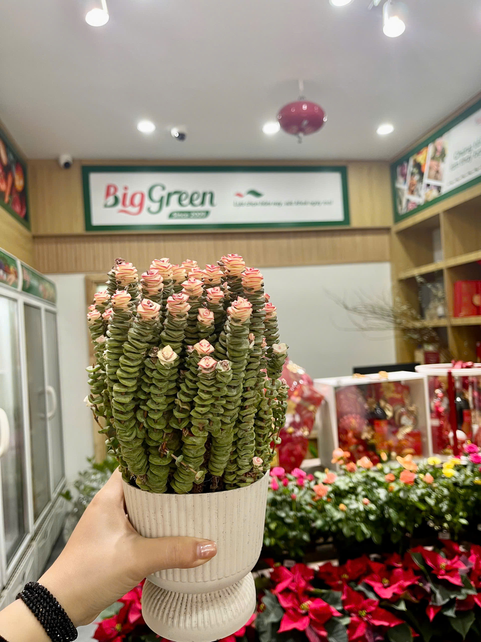 Chậu Sen Đá Xiên Thịt