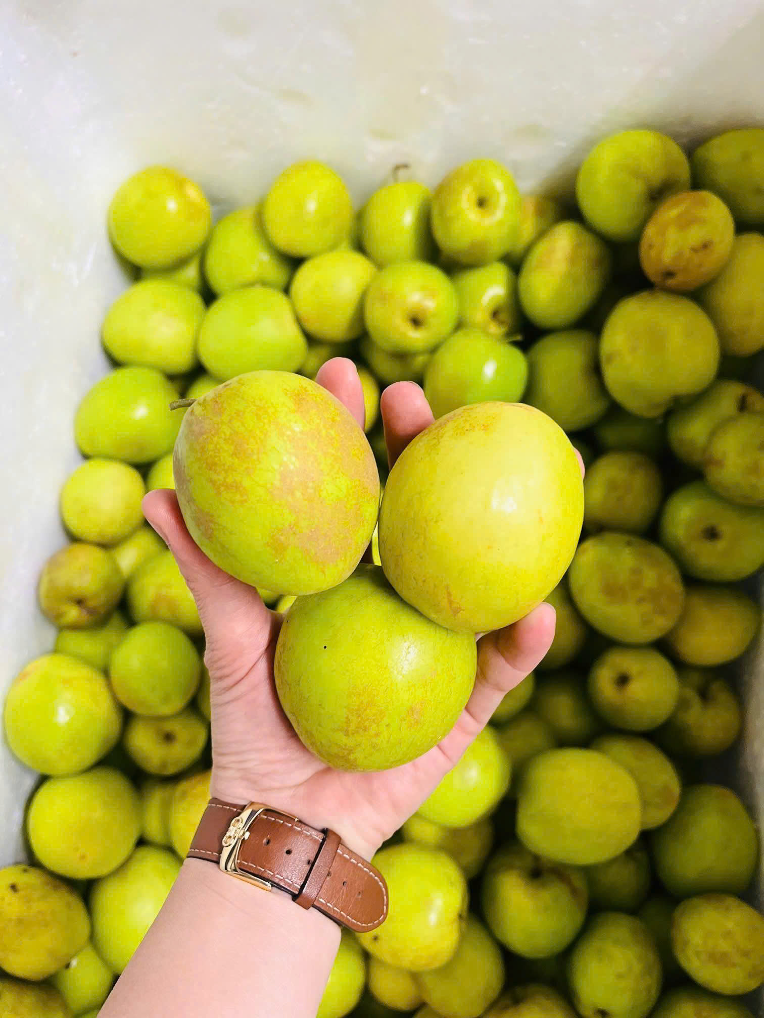 Táo Núa Ngam - Điện Biên