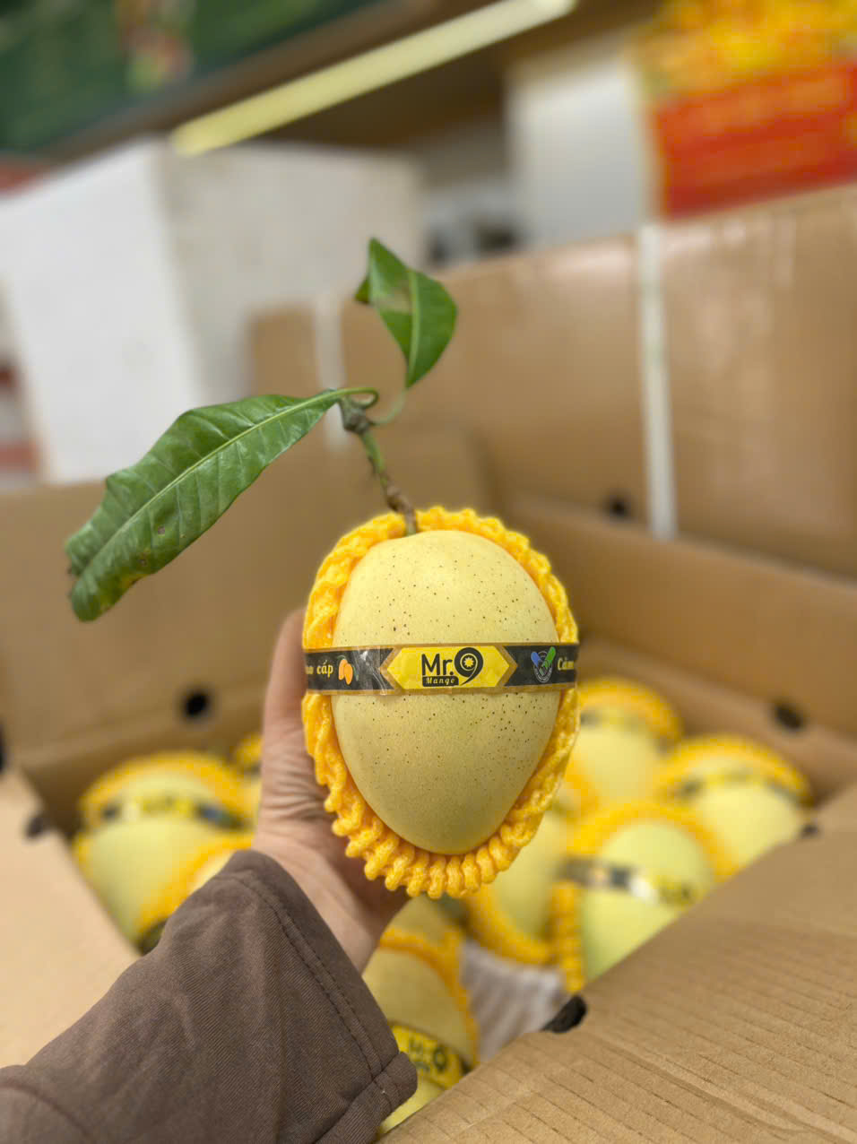 Xoài Cát Chu Da Vàng Mr 9