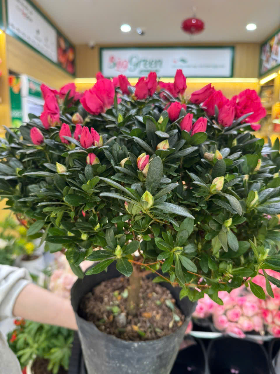 Chậu hoa Đỗ Quyên