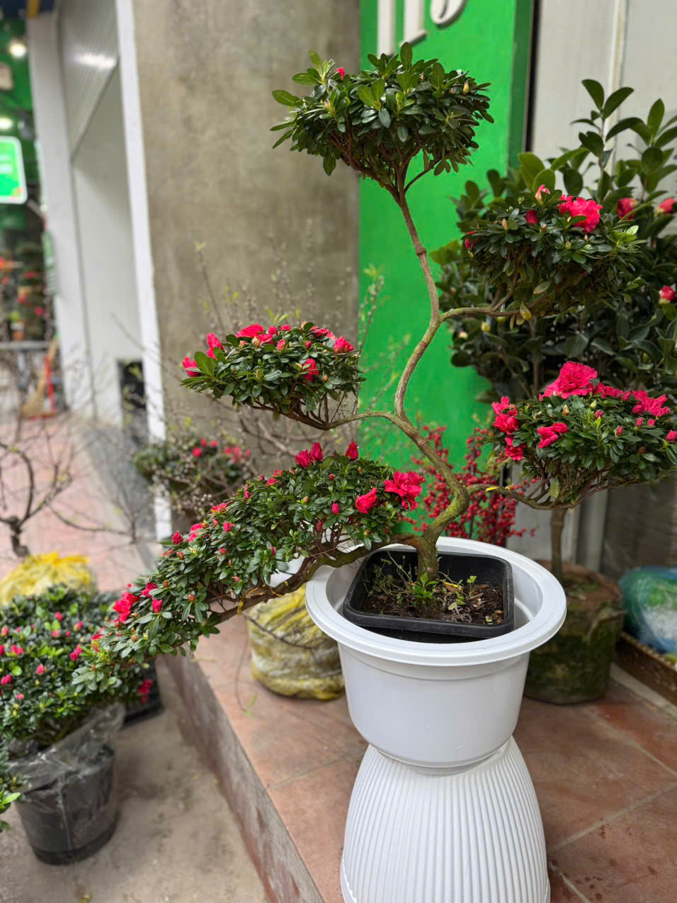 Đỗ Quyên đuôi Công 5 tầng