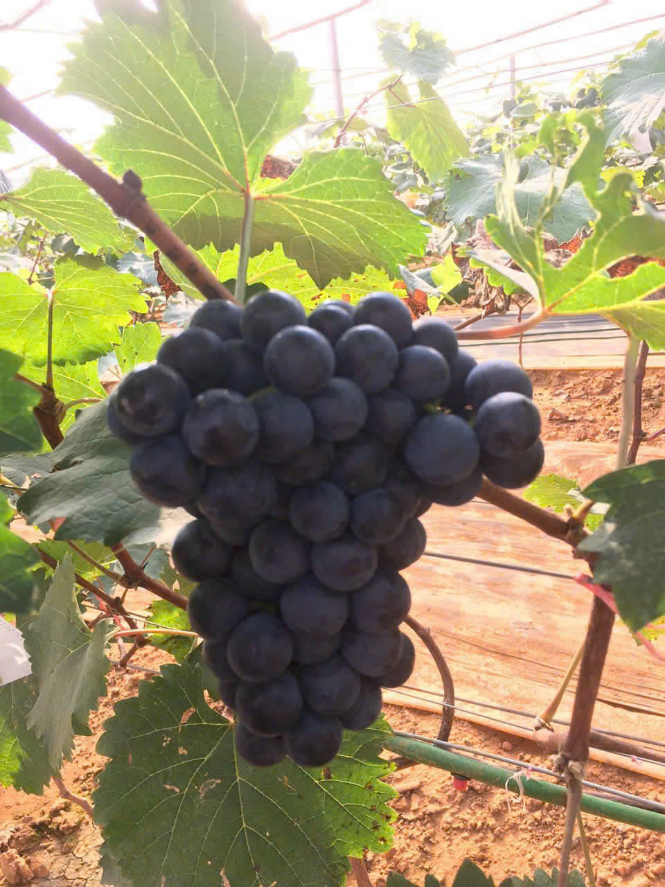 Nho Hạ Đen Sông Mã