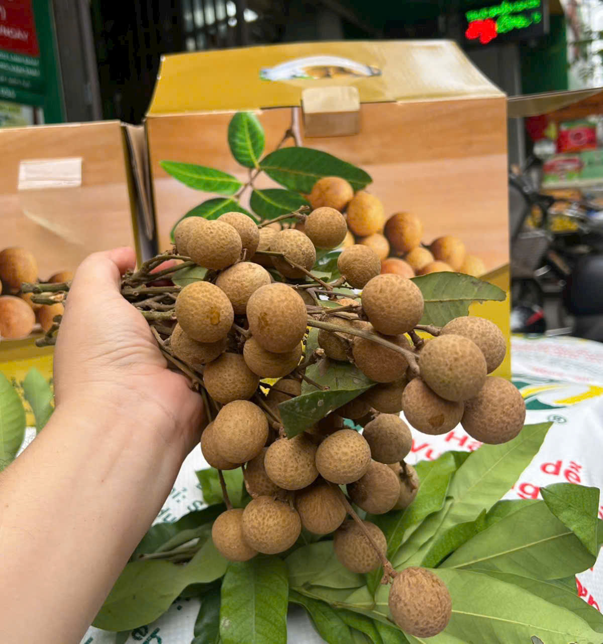 Nhãn đường phèn cổ Hưng Yên