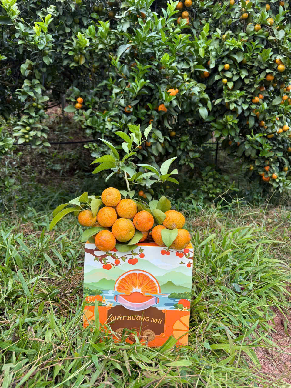 Quýt Hương Nhí thùng 3kg