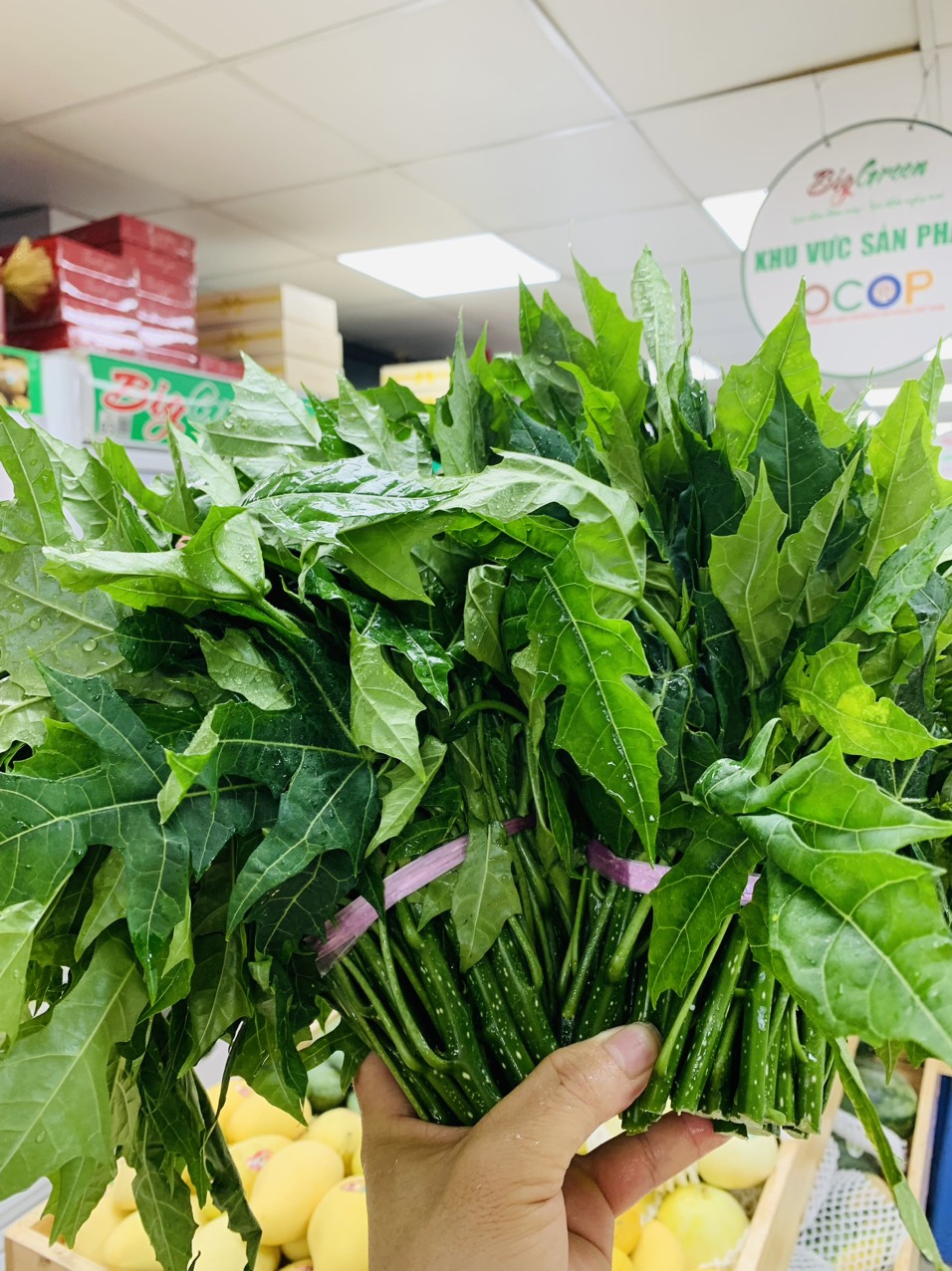 rau mì chính, chuyên bán rau bì chính, bán buôn bán lẻ rau mì chính ...