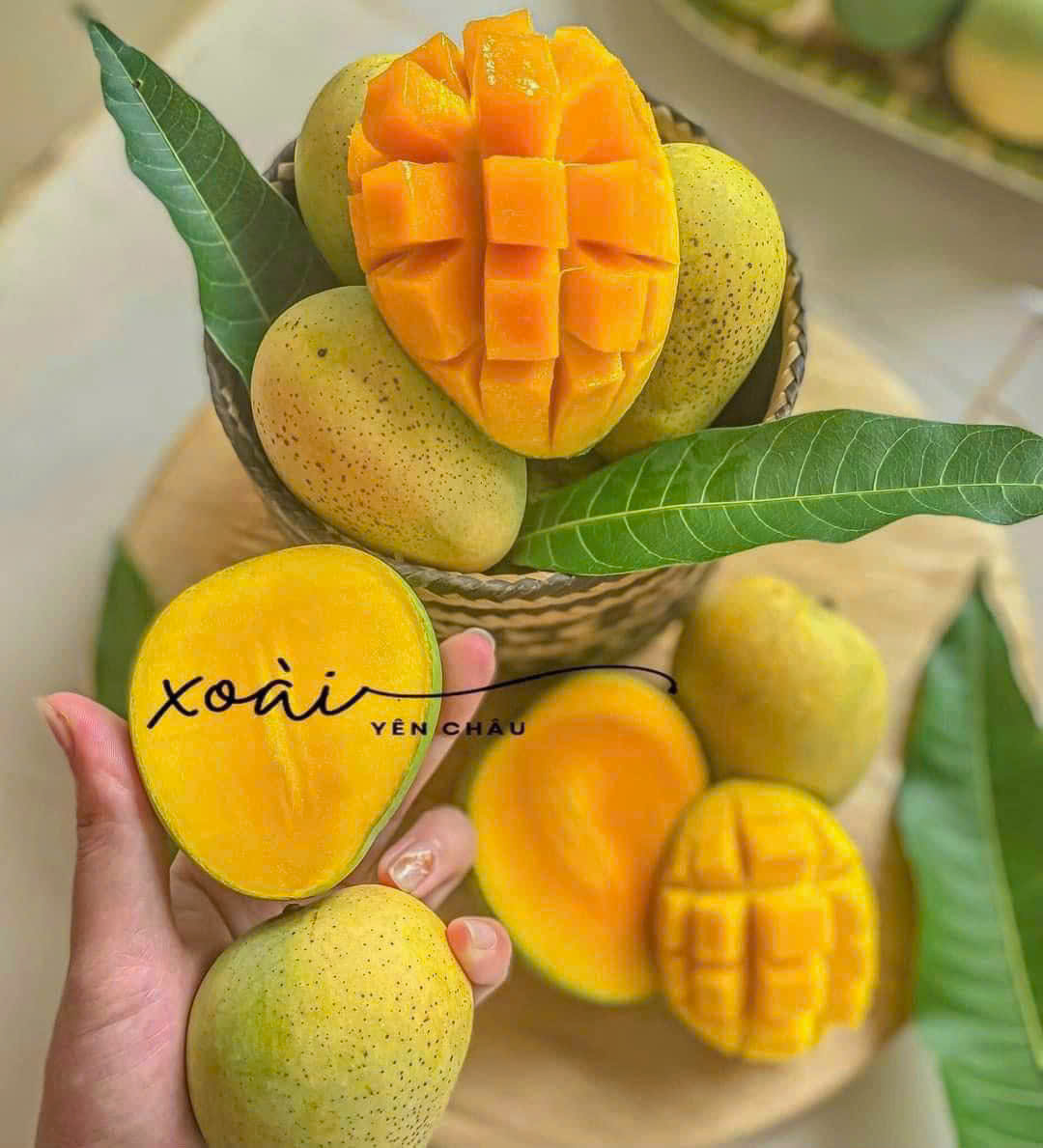 Xoài Tròn Yên Châu