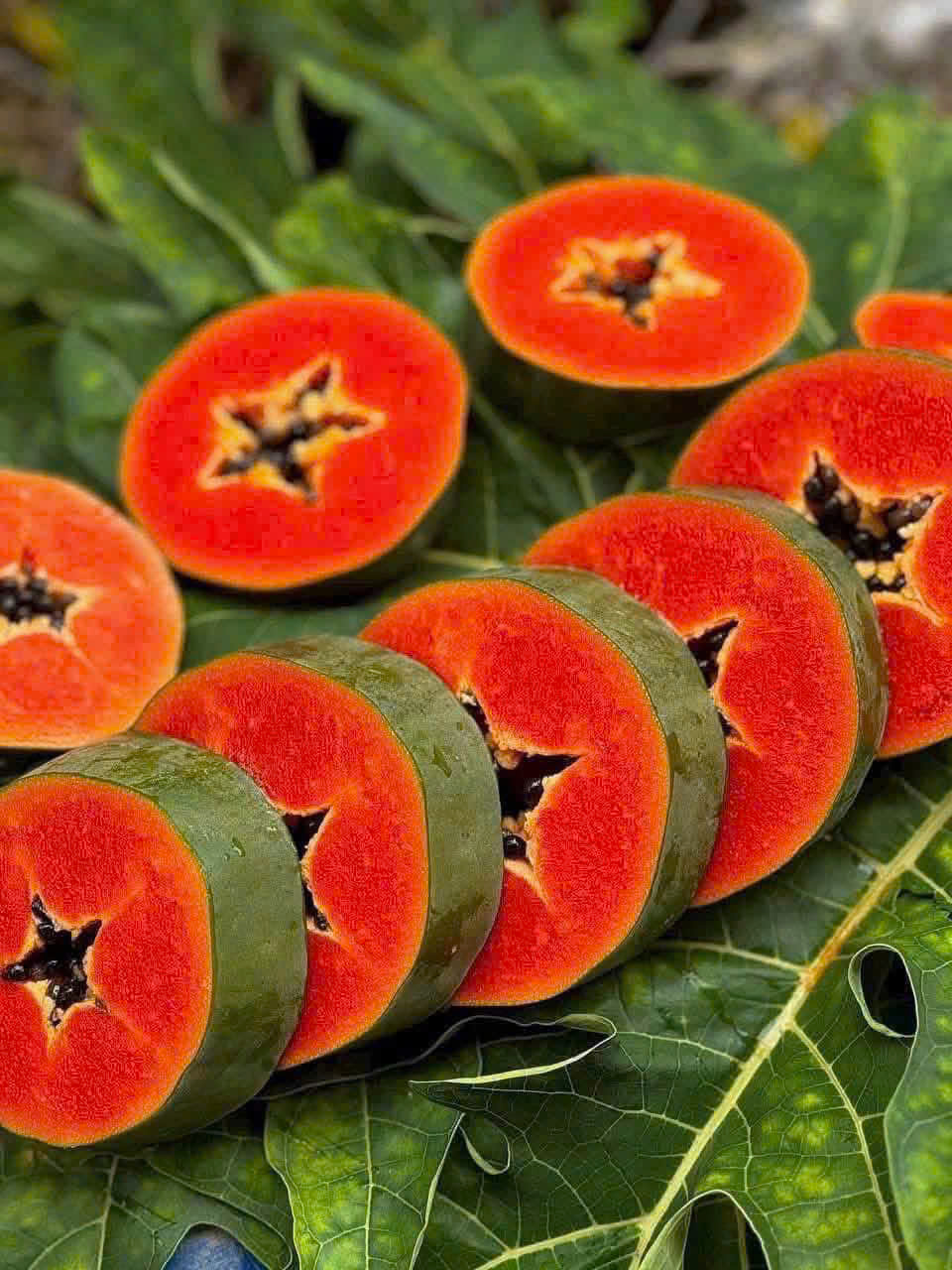 Đu Đủ ruột đỏ da xanh