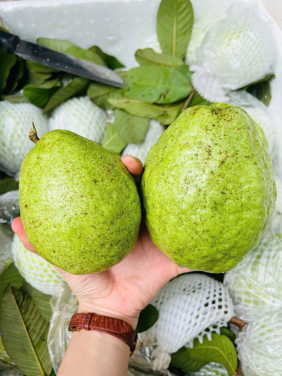 Ổi Thái Sần